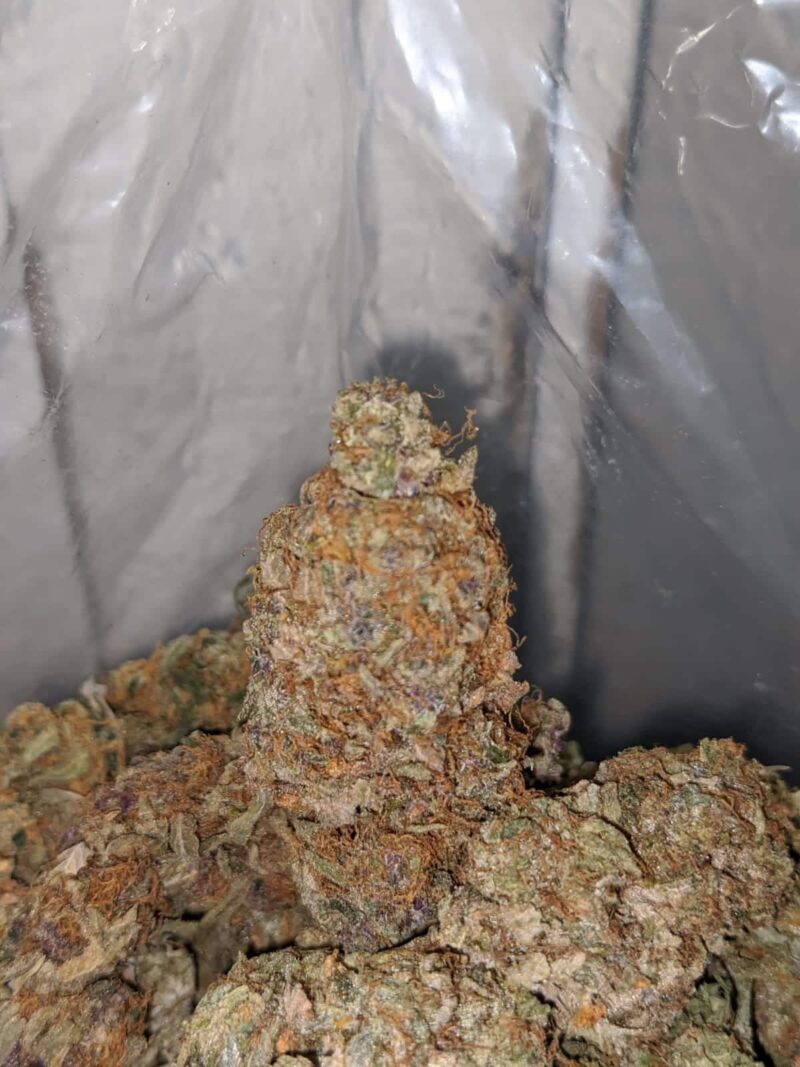 Strawberry Jerry – *Deal Of The Day* - Image 5