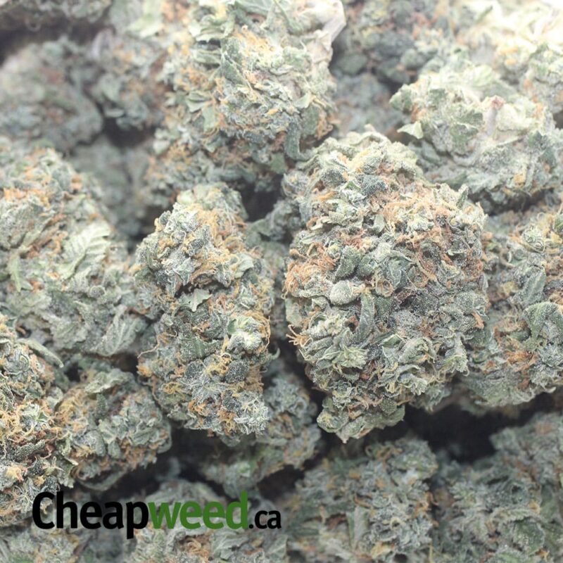 $ 46 Oz – Super Pink - Image 3