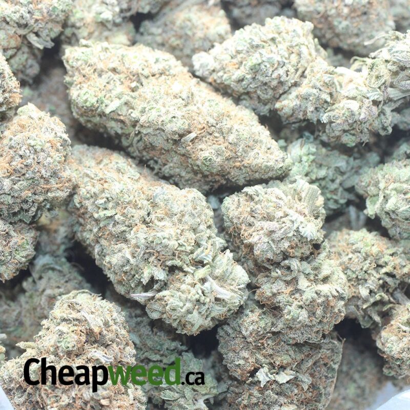 Sweet Berry - Image 3