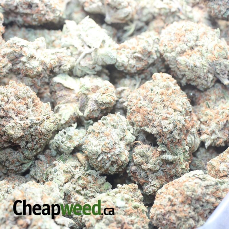 Sweet Grapefruit - Image 3