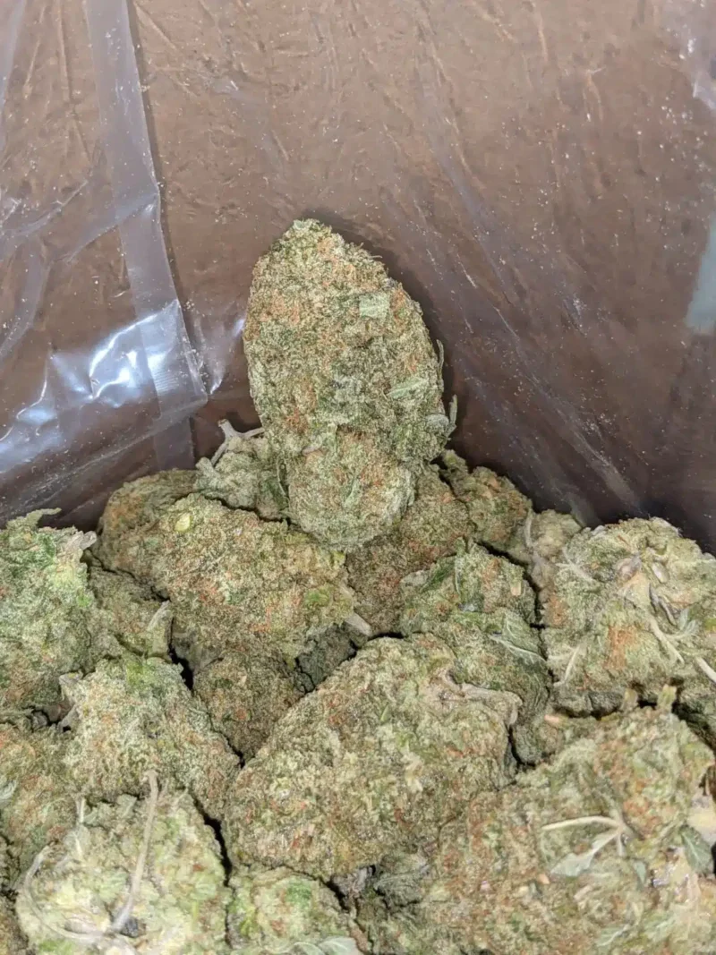 Scout Master Kush - Image 7