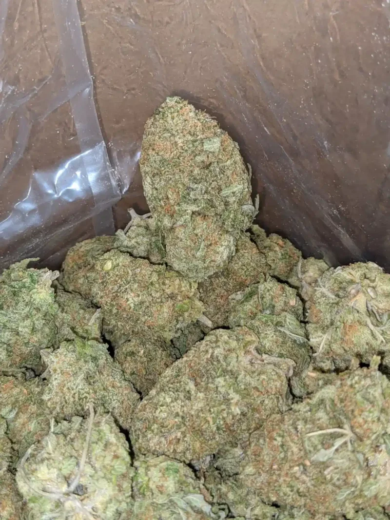 Scout Master Kush - Image 6