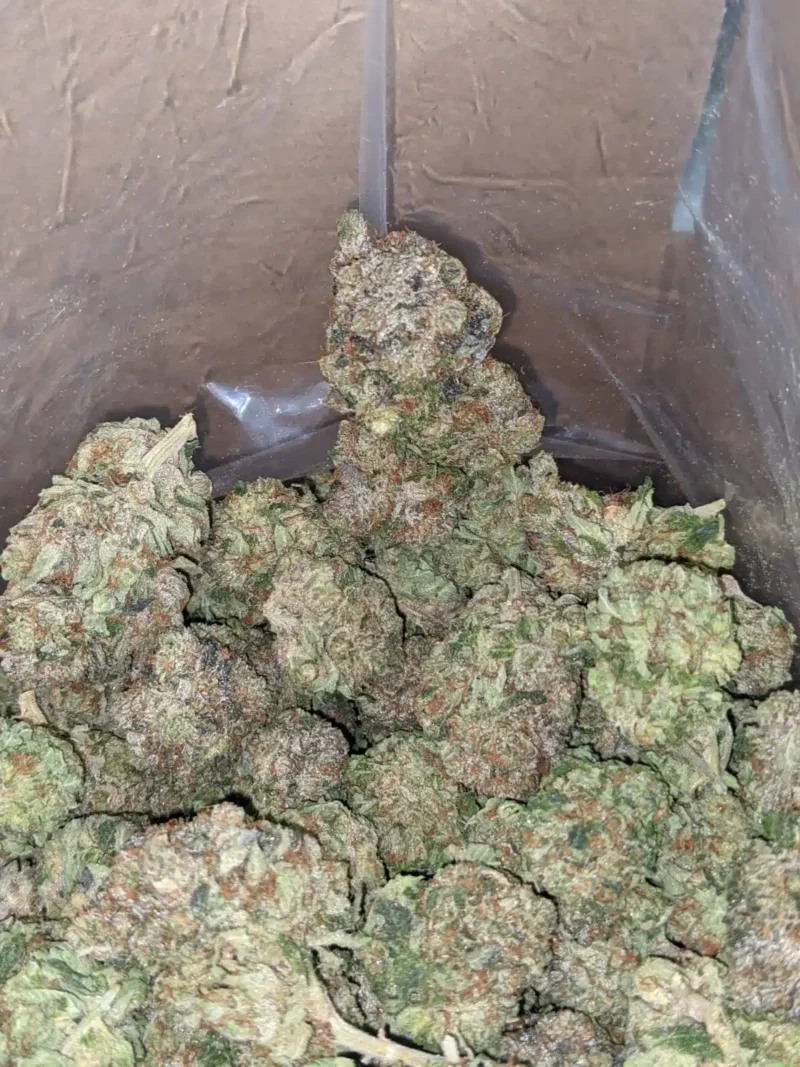 Sensi Star - Image 7
