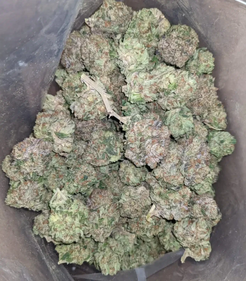 Sensi Star - Image 6