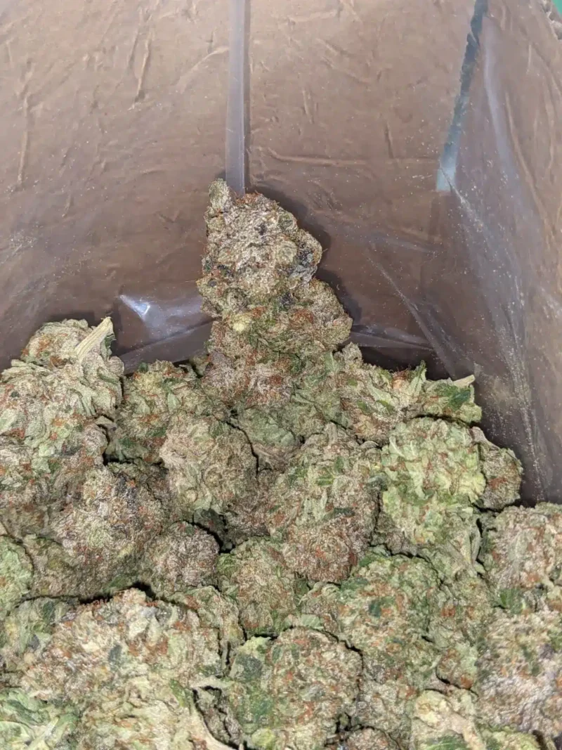 Sensi Star - Image 5