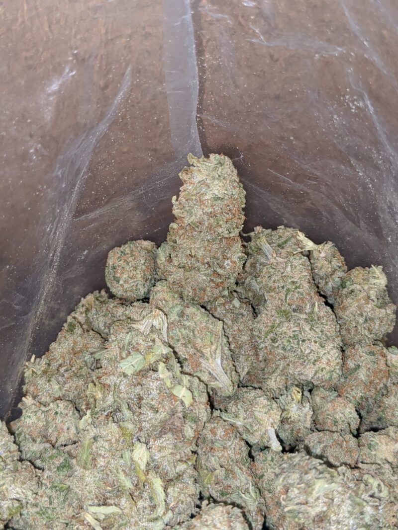 $ 48 Oz – Sherbert - Image 5