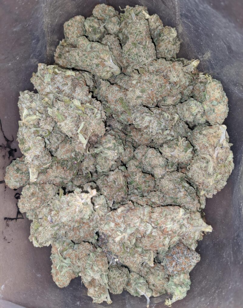 $ 48 Oz – Sherbert - Image 7