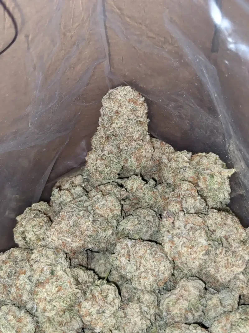 Stardawg - Image 7