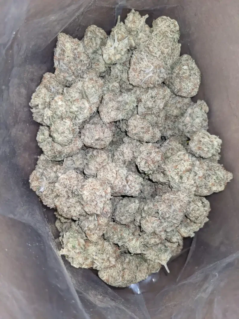 Stardawg - Image 5