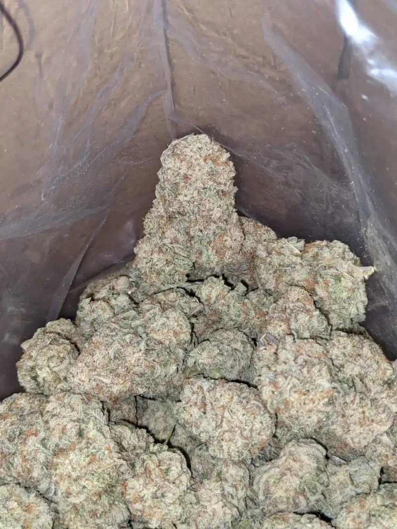 Stardawg - Image 6