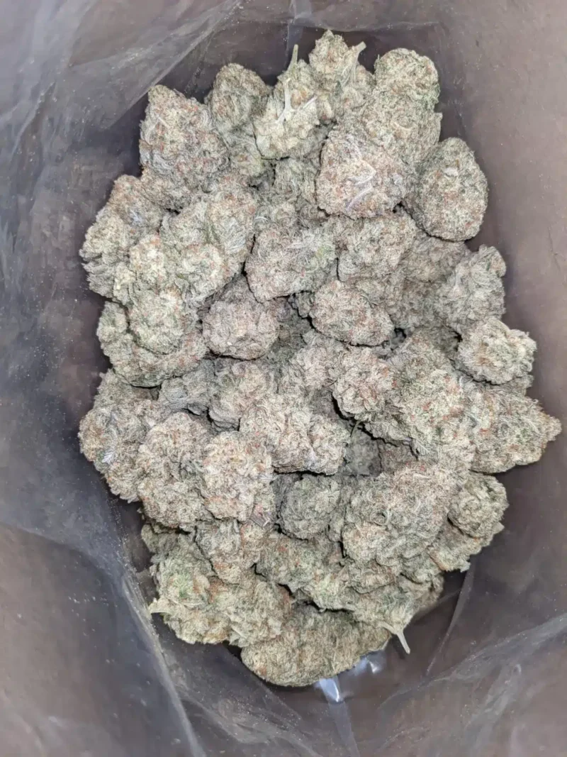 Stardawg - Image 4