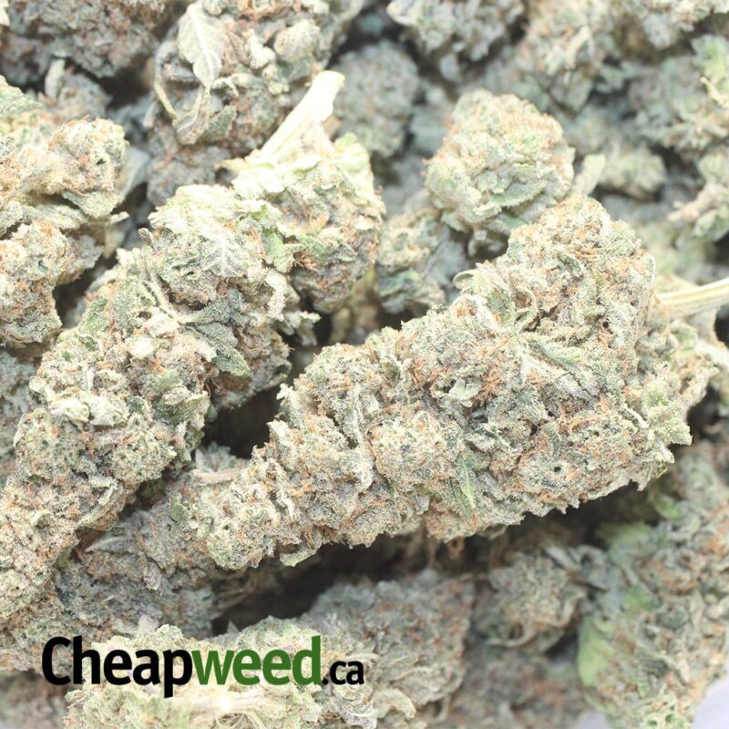 Tony’s Miracle Alien Cookies - Image 3
