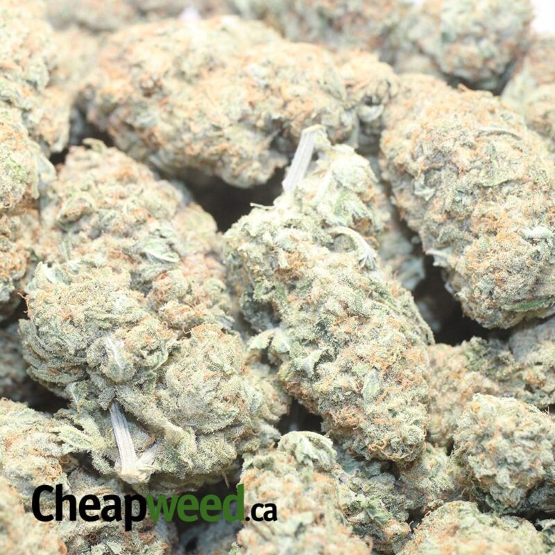 Thin Mint Girl Scout Cookies - Image 3