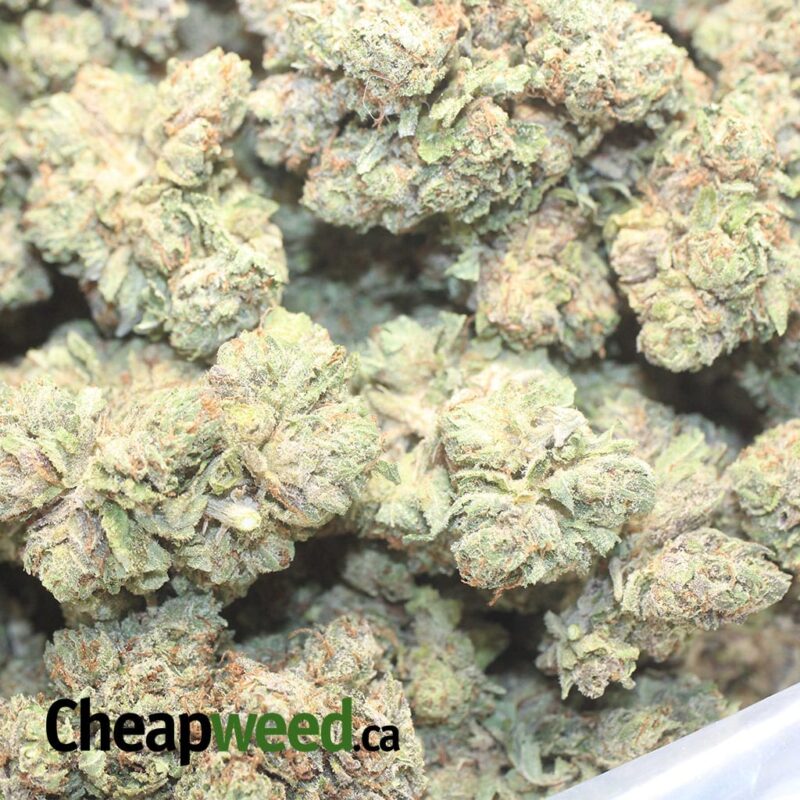 Tony’s Purple Kush - Image 3