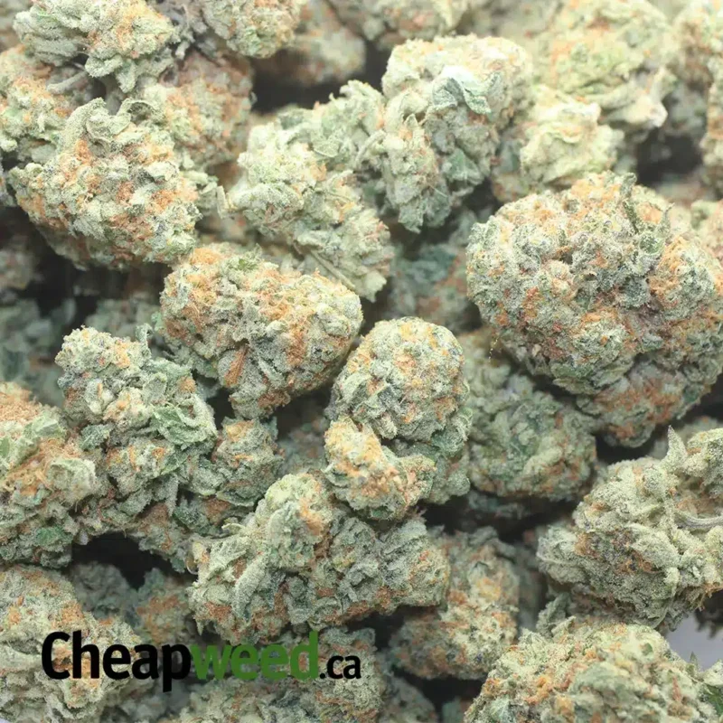 Tahoe OG - Image 3