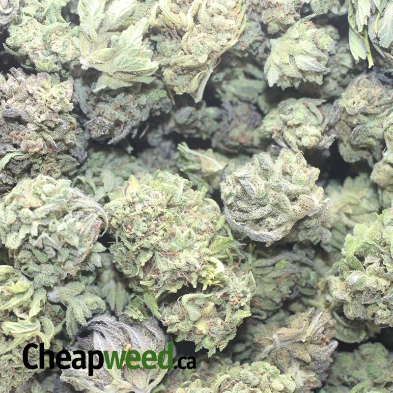 Thai Haze Bulk Special - Image 3
