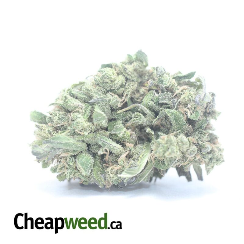 Thai Haze Bulk Special