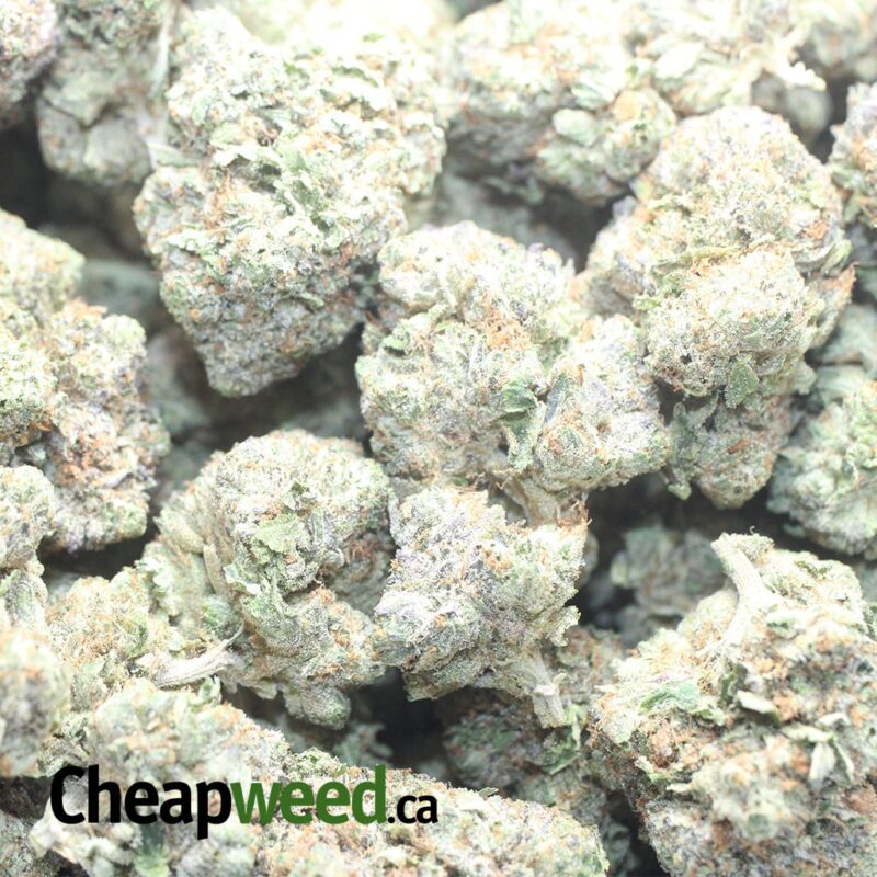 Tony’s Pink Rockstar - Image 3