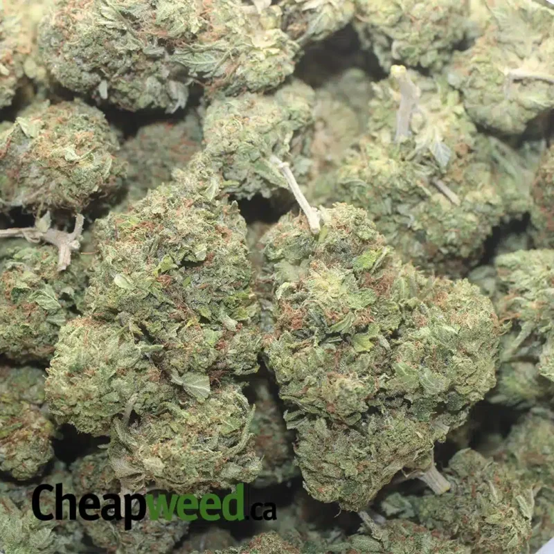 Tony’s Tuna Kush - Image 3