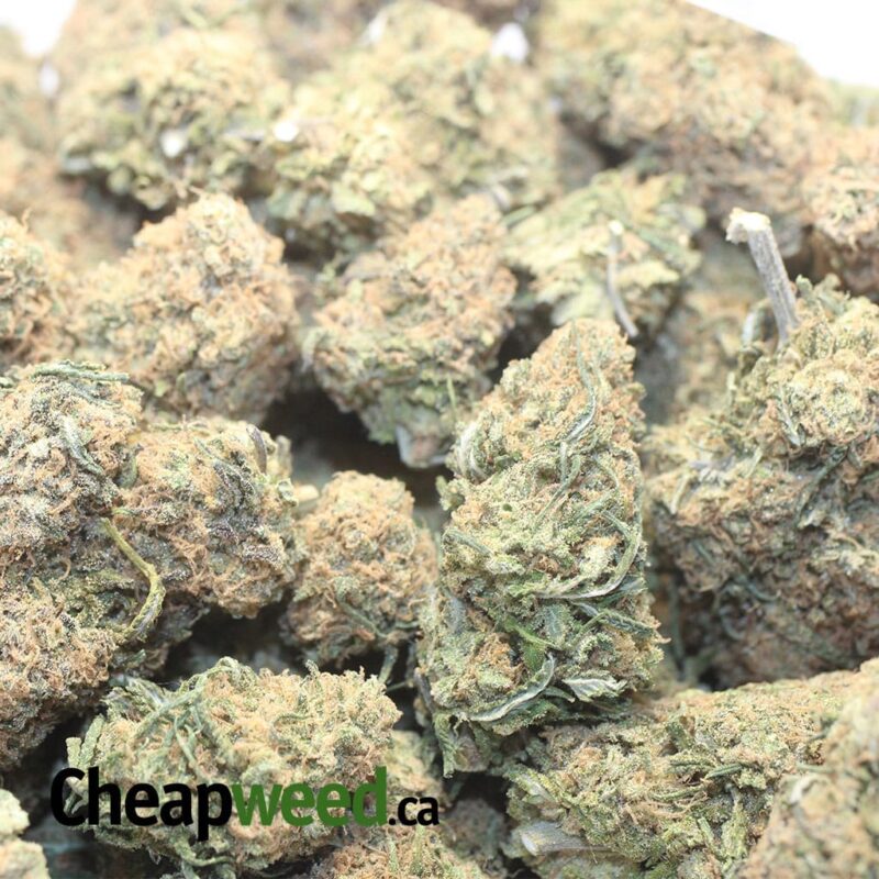 Tropical Gelato - Image 3