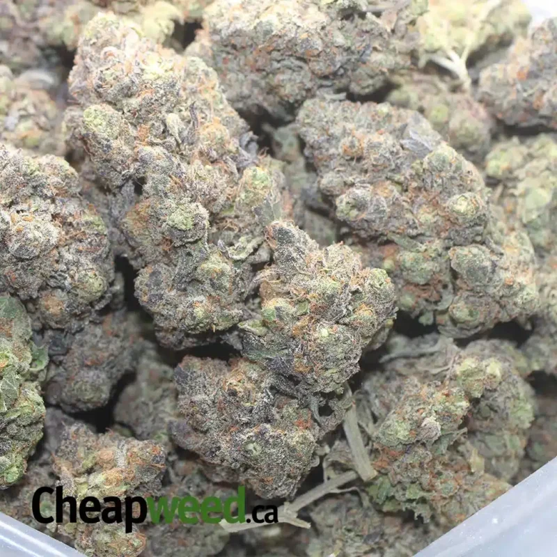 Tropicana Cookies - Image 3