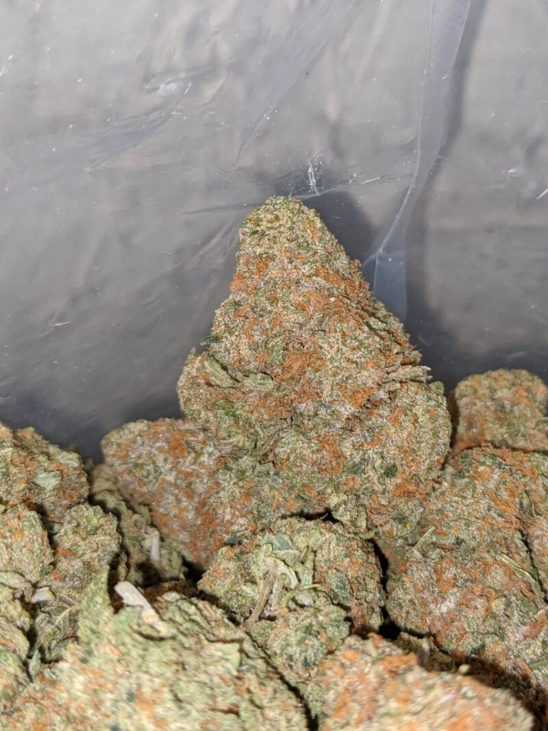 Trunk Funk - Image 3