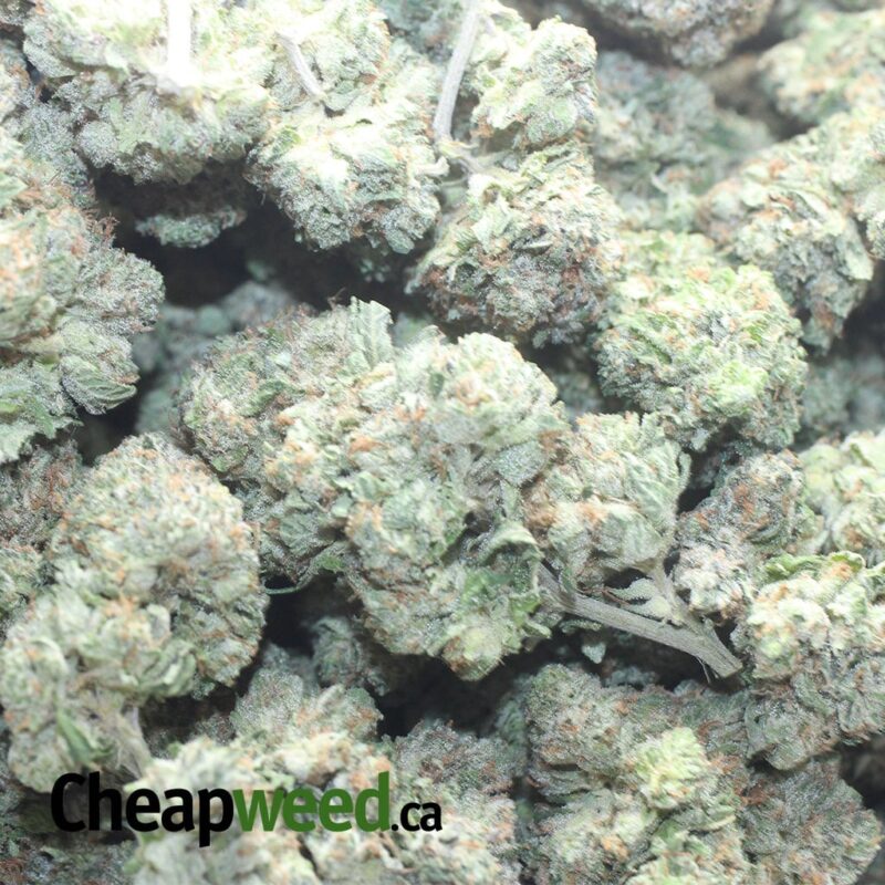 Tuna Kush - Image 3