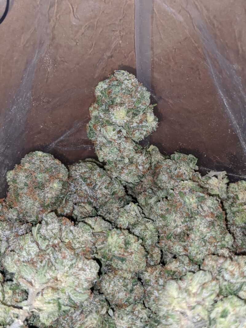 Tuna Kush - Image 7