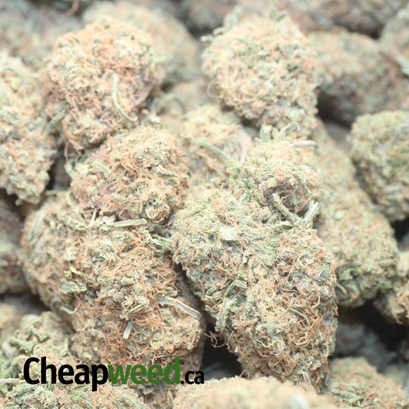 Very Berry Gelato - Image 3