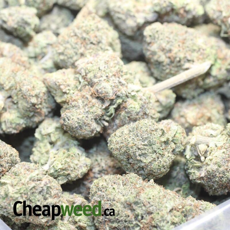 White Durban - Image 3