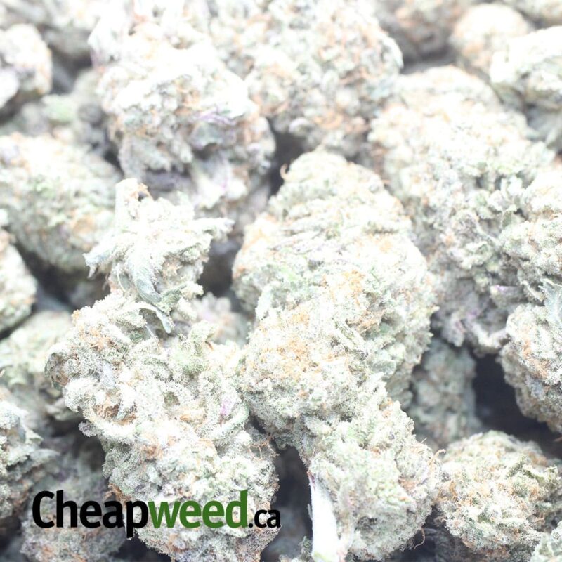 White Lavender - Image 3