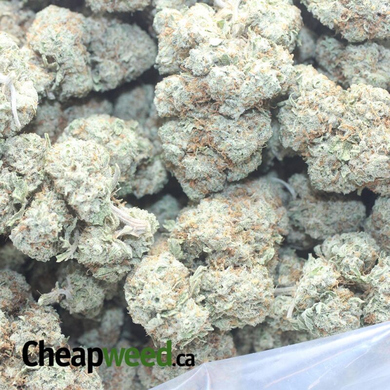 White Lightning - Image 3