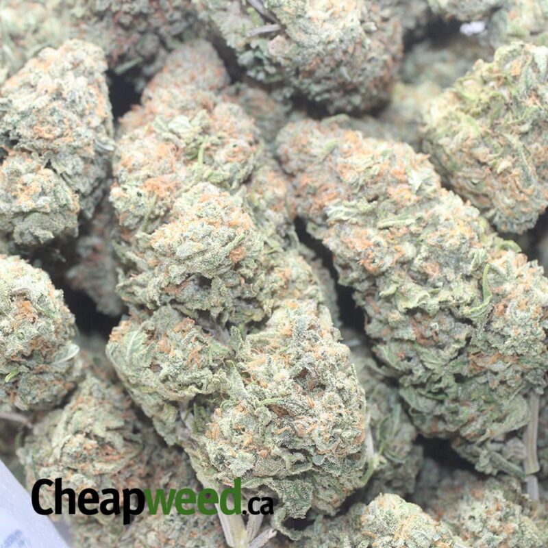 White Rhino - Image 3