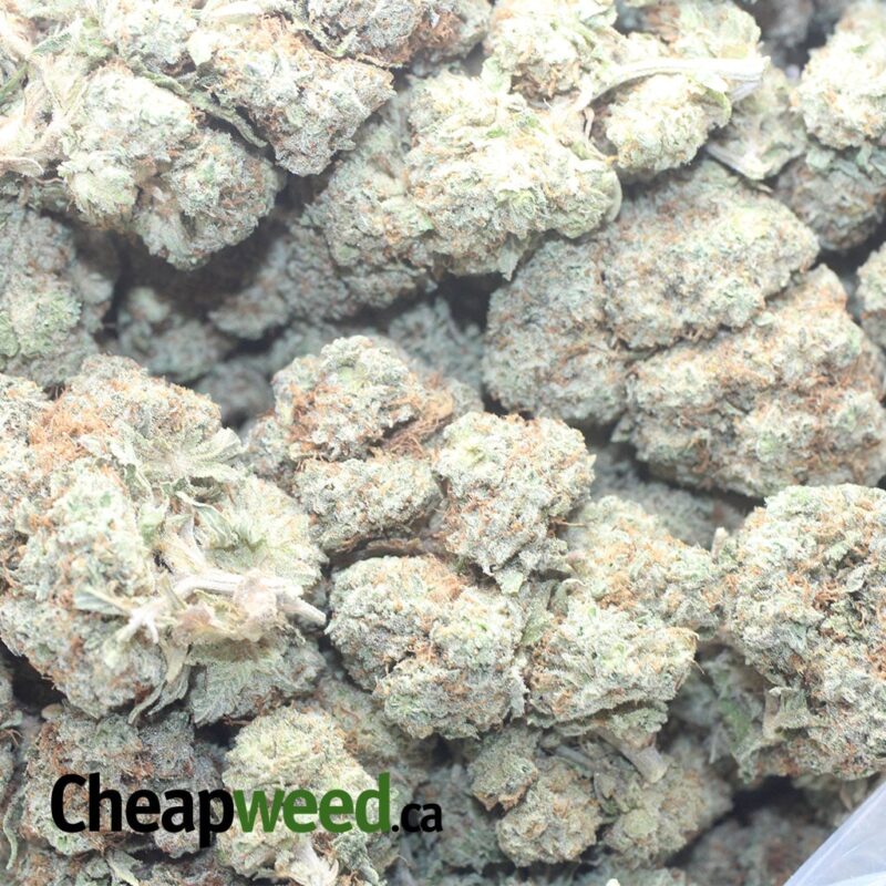 White Russian - Image 3