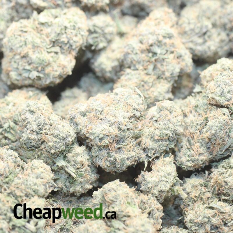 Walter White - Image 3
