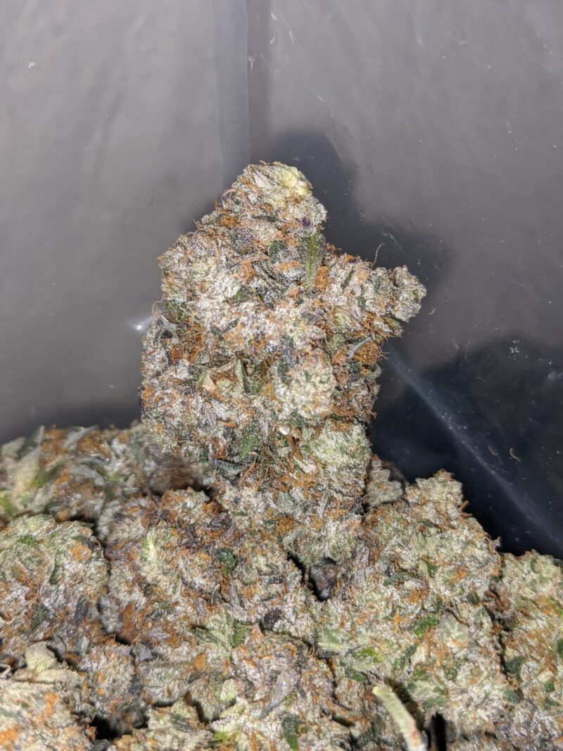 Platinum Rockstar - Image 4