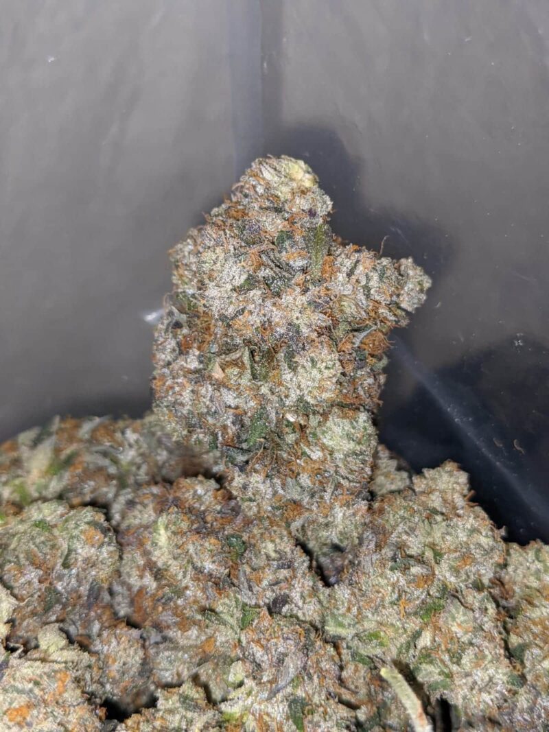 Platinum Rockstar - Image 5