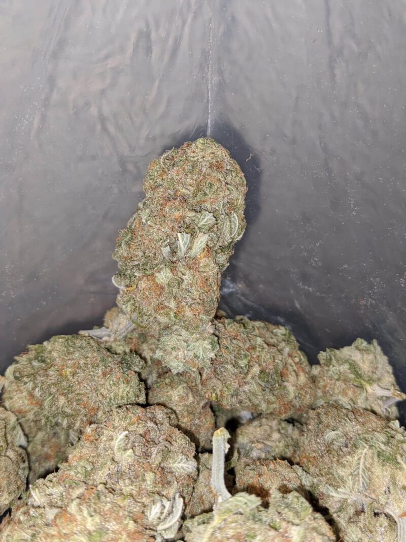 Girl Scout Cookies
