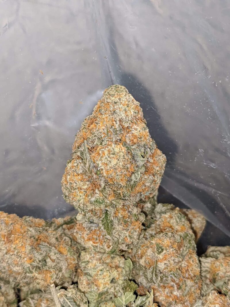 Malawi Gold