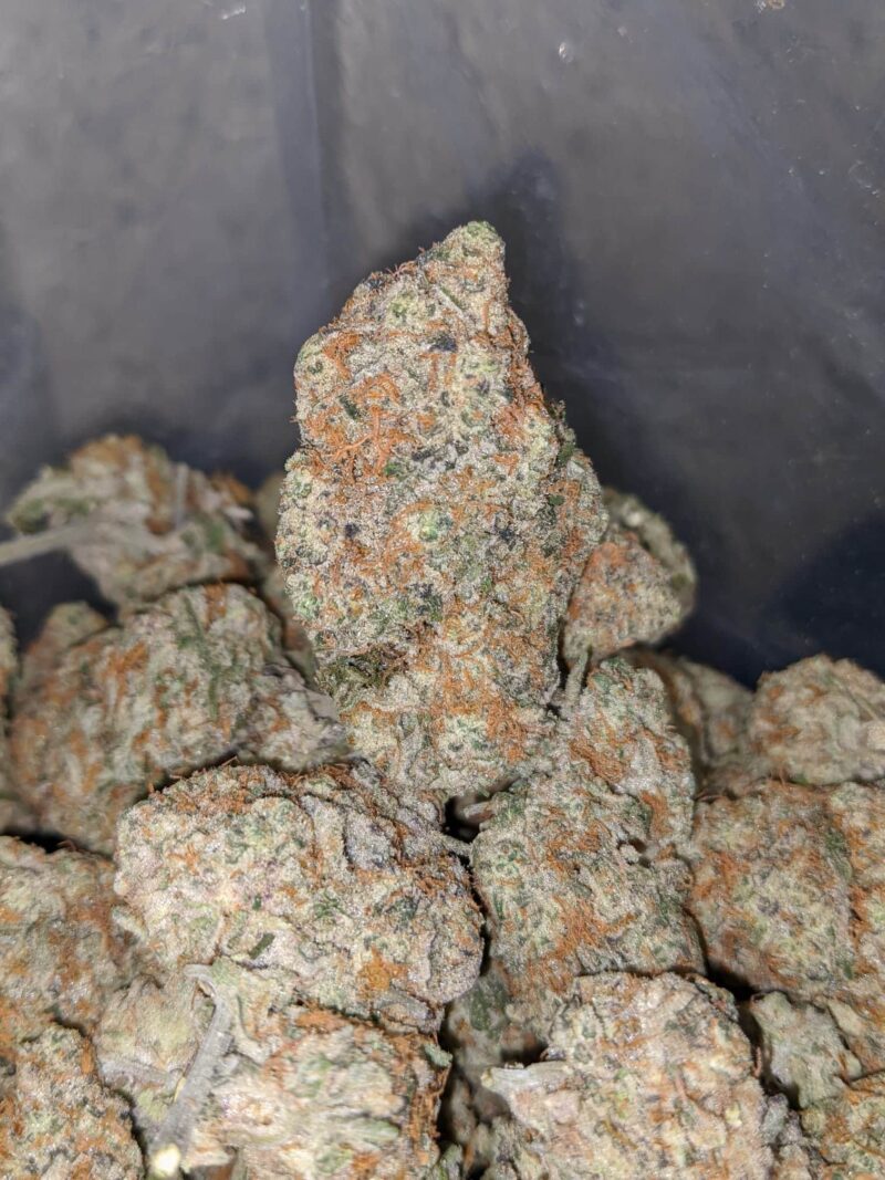 Jungle Cake - Image 7