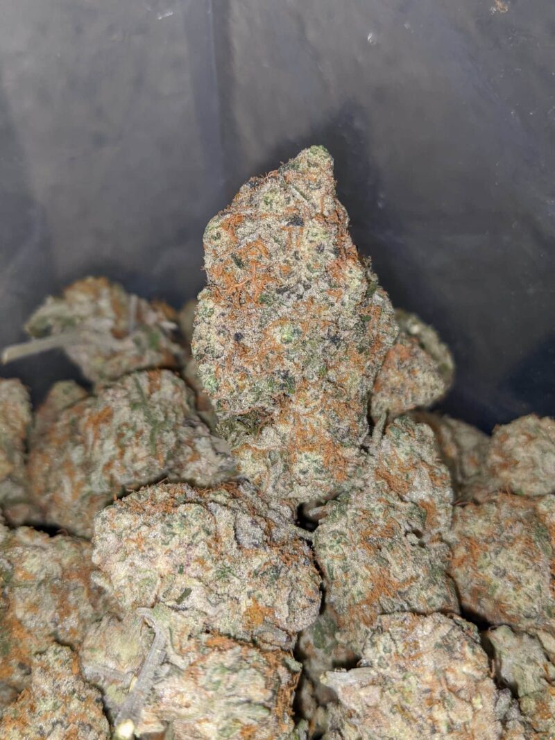 Jungle Cake - Image 4