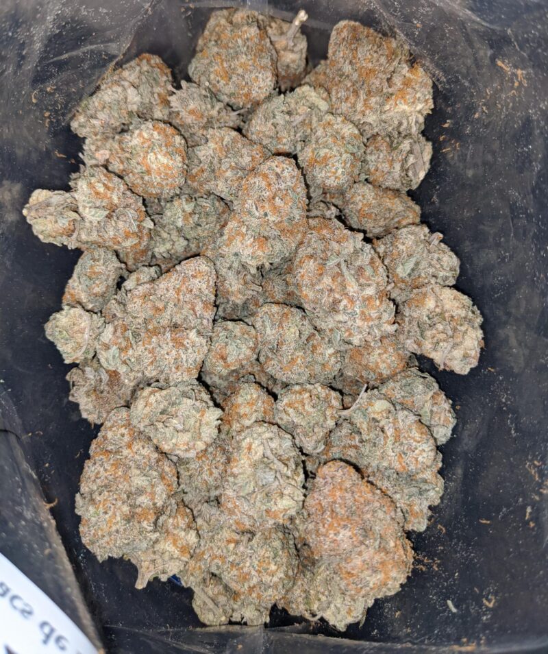 Panama Red - Image 7
