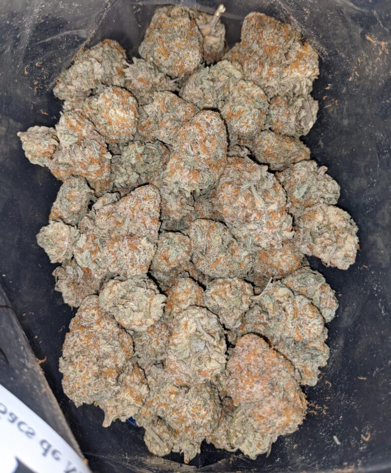 Panama Red - Image 4