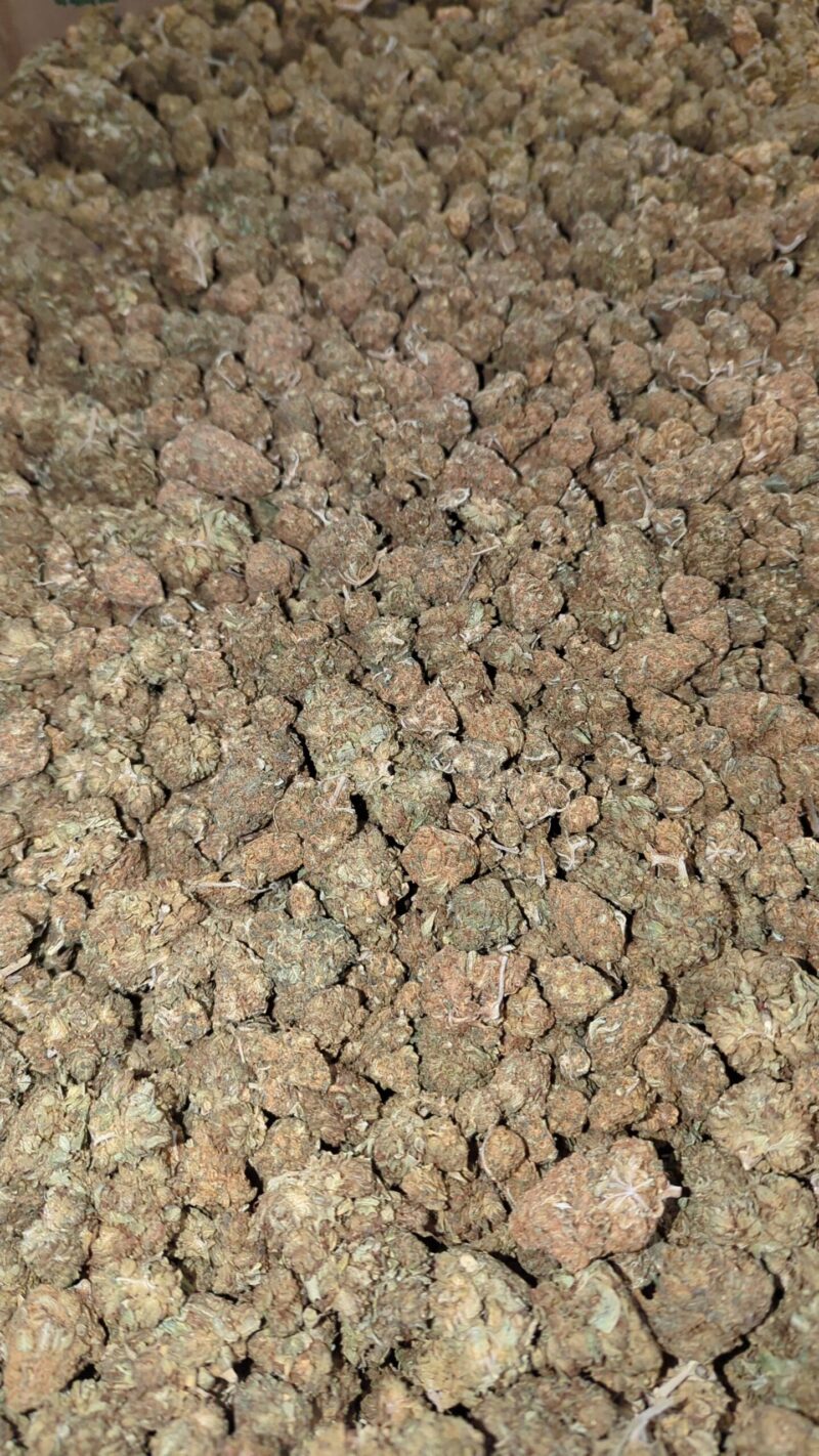 AA+ Bulk Special - Image 4