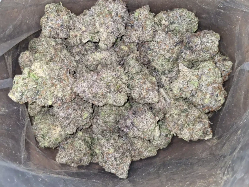 Pink Rockstar - Image 5