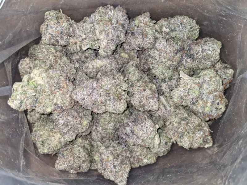 Pink Rockstar - Image 4