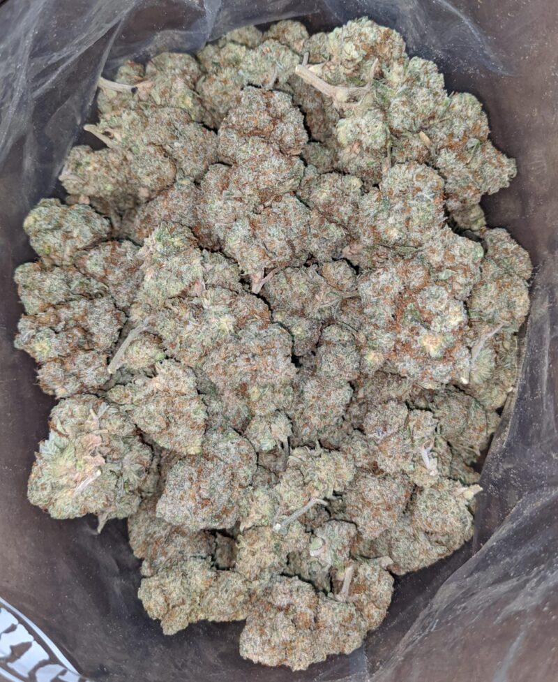 White Russian - Image 5