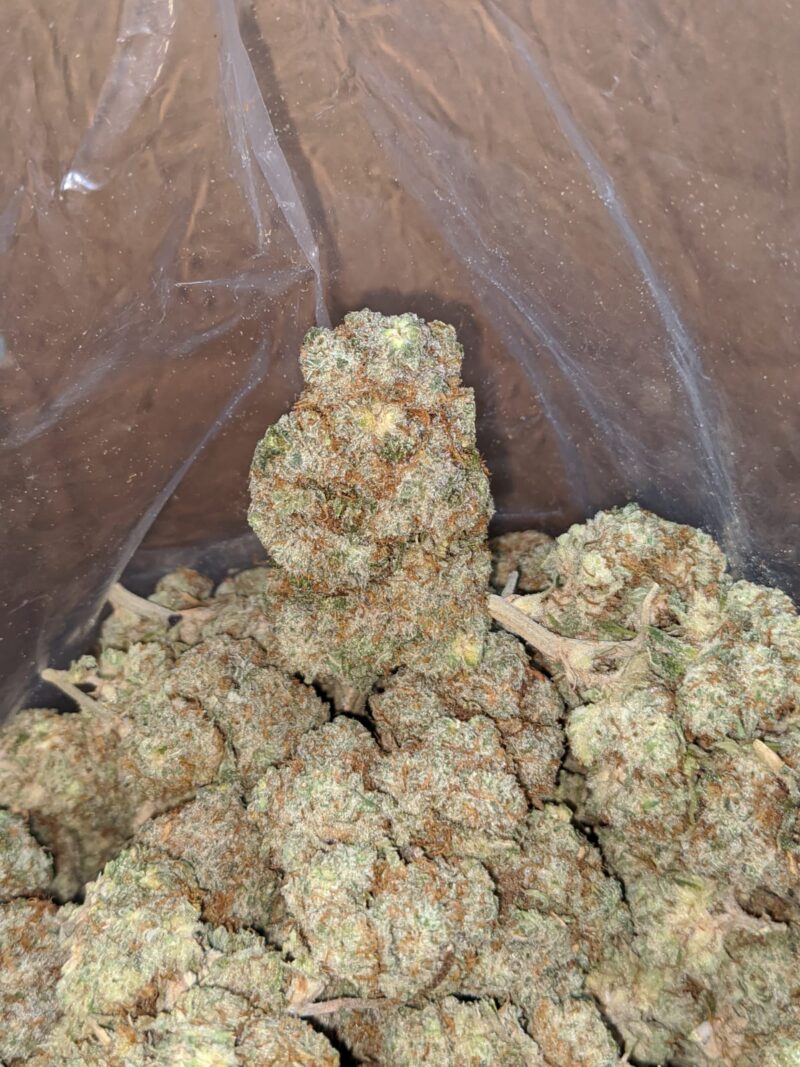 White Russian - Image 4