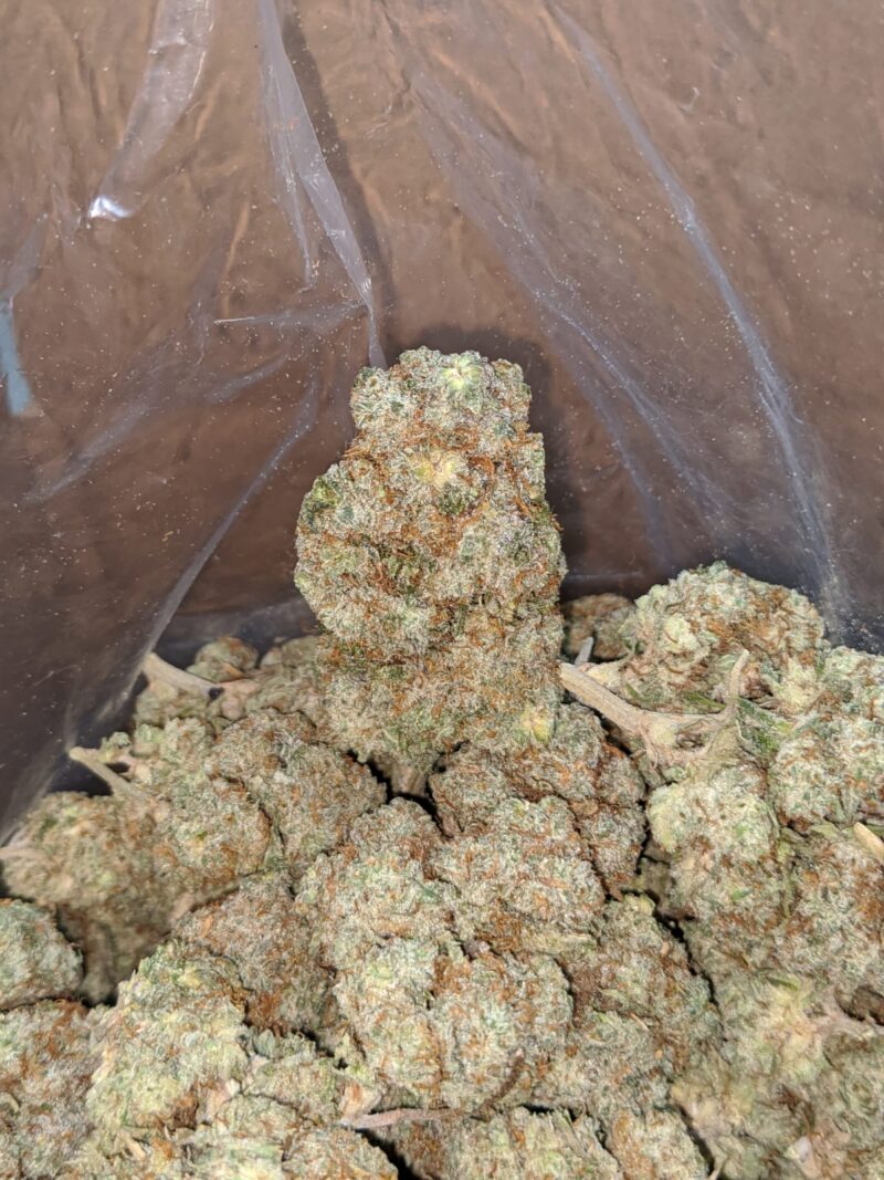 White Russian - Image 7