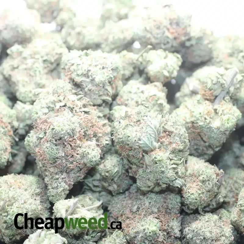 Yoda OG - Image 3